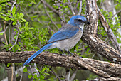 Western Scrub Jay