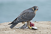 Young Peregrine Falcon