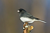 Dark-eyed Junco