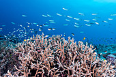 Acropora Coral and Fish