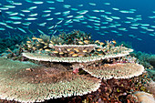 Coral Reef, Raja Ampat, Indonesia