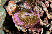 Mushroom Coral, Indonesia