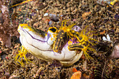 Sea Cucumbers on Tunicate