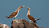 Blue-footed Boobies