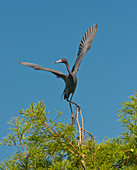 Little Blue Heron