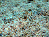 Peacock Flounder (Bothus lunatus)