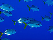 Horse-Eye Jack (Caranx latus)