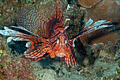 Lion Fish (Pterois volitans)