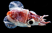 Bobtail Squid (Heteroteuthis dagamensis)