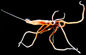 Joubin's squid (Joubiniteuthis portieri)