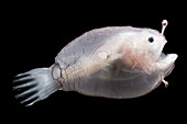 Larval anglerfishes, Linophrynidae