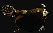 Female anglerfish (Linophryne sp.)