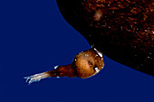 Parasitic male Anglerfish, Linophrynidae