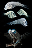 Telescopefish (Gigantura sp.) life stages