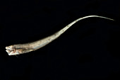 Slender Cusk Eel (Porogadus miles)