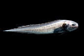 Cusk Eel (Monomitopus agassizii)
