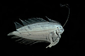 Larval Flatfish collected in trawl