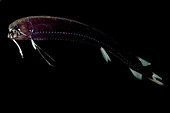 Threadfin Dragonfish (Echiostoma barbatum)
