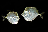 Atlantic Moonfish (Selene setapinnis)