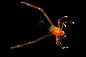 Squat Lobsters (Munida sp.)