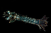 Larval Mantis Shrimp (Stomatopoda sp.)