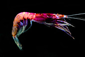 Shrimp (Sergia grandis)