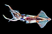 Common Clubhook Squid (Onychoteuthis banksii)