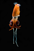 Deepsea Squid (Bathyteuthis sp.)