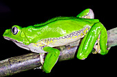 Giant monkey frog (Phyllomedusa bicolor)