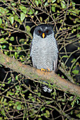 Black-and-white owl, Strix nigrolineata