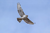 Ferruginous Hawk, Buteo regalis