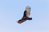 Turkey Vulture, Cathartes aura