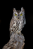 Western Screech Owl, Otus kennicottii