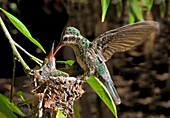 Costa's Hummingbird with Young