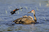 Red-winged Blackbird Attacking a Sandhill Crane