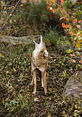 Coyote Howling