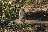 Canada Lynx Kitten