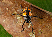 Red and black fungus beetle