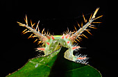 Amazon spiny caterpillar