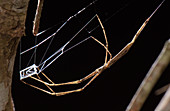 Net casting spider