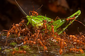 Army ants attacking katydid