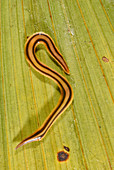 Amazon flatworm