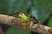 Bullet ant attacking grasshopper