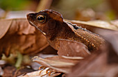 South america leaf toad