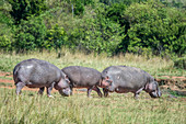 Hippopotamuses Grazing, Maasai Mara, Kenya