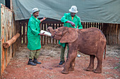 Feeding Time For Elephant Calf, Nairobi, Kenya