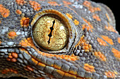 Tokay Gecko