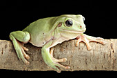 White's Tree Frog (Litoria caerulea)