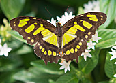 Malachite butterfly