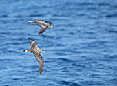 Cory's Shearwater